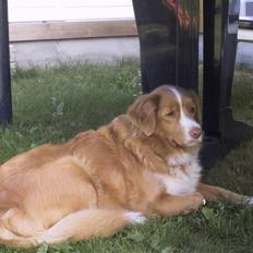 Nova scotia duck tolling retriever Ronja