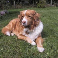 Nova scotia duck tolling retriever Ronja