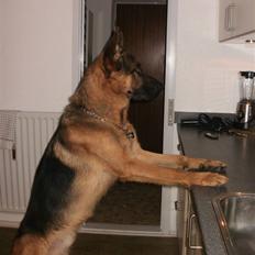 Schæferhund Slotten´s Ufo