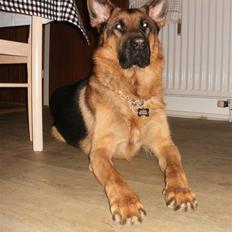 Schæferhund Slotten´s Ufo