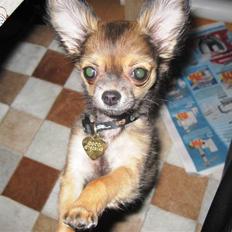 Chihuahua Coco