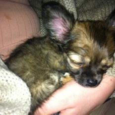 Chihuahua Coco