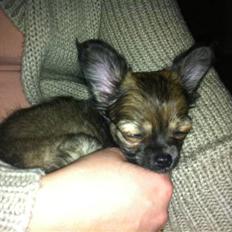 Chihuahua Coco