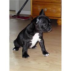 Fransk bulldog Bella