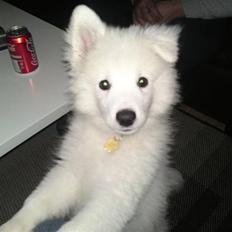 Japansk spids Diablo