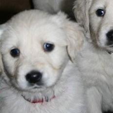 Golden retriever Unique