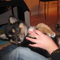 Finsk lapphund Theodor