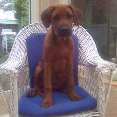 Rhodesian ridgeback Baloo