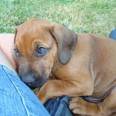 Rhodesian ridgeback Baloo