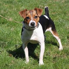 Dansk svensk gaardhund Ormonda