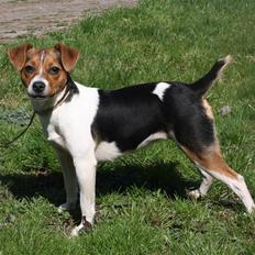 Dansk svensk gaardhund Ormonda