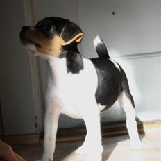 Dansk svensk gaardhund Ormonda