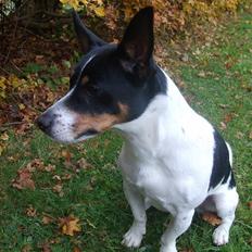 Blanding af racer Ling