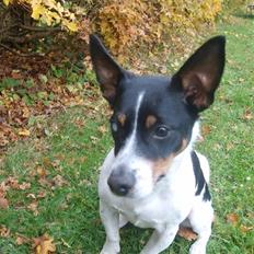 Blanding af racer Ling