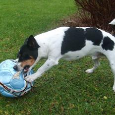 Blanding af racer Ling