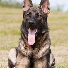 Schæferhund Ninja (R.I.P.)