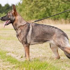 Schæferhund Ninja (R.I.P.)