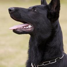 Schæferhund Kimba (R.I.P.)