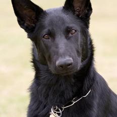 Schæferhund Kimba (R.I.P.)