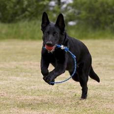 Schæferhund Kimba (R.I.P.)