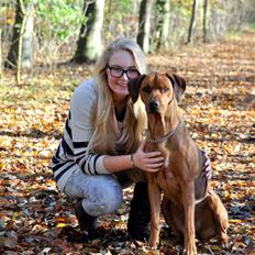 Rhodesian ridgeback M'Gongo Tasu A Saba
