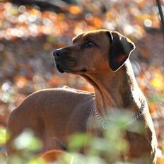 Rhodesian ridgeback M'Gongo Tasu A Saba