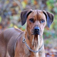 Rhodesian ridgeback M'Gongo Tasu A Saba