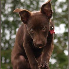 Australsk kelpie Skovfarmen's brown Hidden Agenda (Cooma)