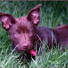 Australsk kelpie Skovfarmen's brown Hidden Agenda (Cooma)