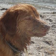 Nova scotia duck tolling retriever Ricco