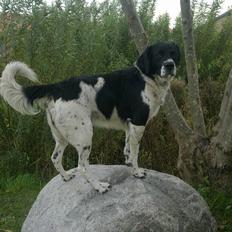 Grosser Münsterländer labber (the king)<3