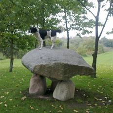 Grosser Münsterländer labber (the king)<3