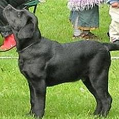 Labrador retriever Caradog No Matter What