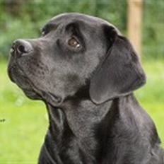 Labrador retriever Caradog No Matter What