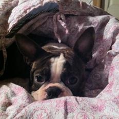 Boston terrier Hector