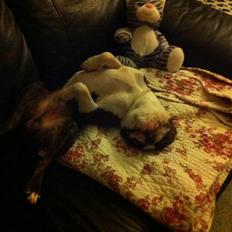 Boston terrier Hector