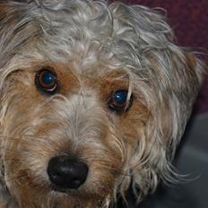 Blanding af racer Trofast *min søsters*