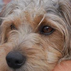 Blanding af racer Trofast *min søsters*