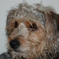 Blanding af racer Trofast *min søsters*