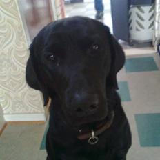 Labrador retriever Blackie