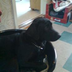 Labrador retriever Blackie