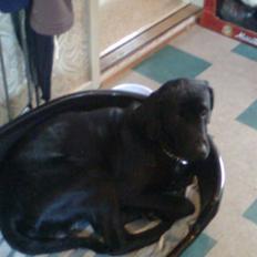 Labrador retriever Blackie