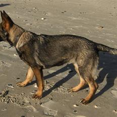 Schæferhund Team Kenzallys Bekki