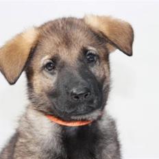 Schæferhund Team Kenzallys Bekki