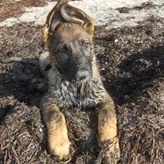 Schæferhund Team Kenzallys Bekki