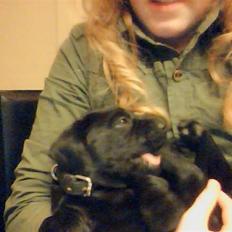 Blanding af racer Zeus