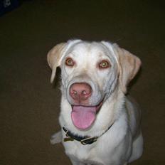 Labrador retriever Tulle <3 R.I.P ;(