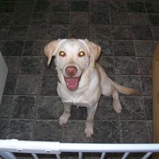 Labrador retriever Tulle <3 R.I.P ;(