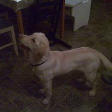 Labrador retriever Tulle <3 R.I.P ;(