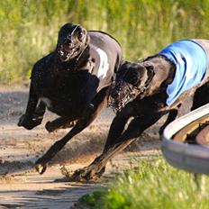 Greyhound Wild Black Tiger